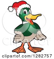 Poster, Art Print Of Happy Christmas Mallard Duck School Mascot Character Wearing A Santa Hat
