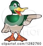 Poster, Art Print Of Happy Mallard Duck School Mascot Character Pointing To The Right