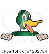 Poster, Art Print Of Happy Mallard Duck School Mascot Character Smiling Over A Sign