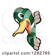 Happy Mallard Duck School Mascot Character Smiling Around A Sign by Mascot Junction
