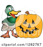 Poster, Art Print Of Happy Mallard Duck School Mascot Character By A Halloween Jackolantern Pumpkin