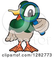 Poster, Art Print Of Happy Mallard Duck School Mascot Character Looking Through A Magnifying Glass