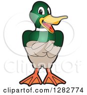 Poster, Art Print Of Happy Mallard Duck School Mascot Character With Folded Wings