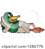 Poster, Art Print Of Happy Mallard Duck School Mascot Character Resting On His Side