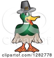 Happy Mallard Duck School Mascot Character Wearing A Thanksgiving Pilgrim Hat