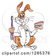 Clipart Of A Cartoon Dentist Rabbit Holding A Toothbrush And Set Of Teeth Royalty Free Vector Illustration