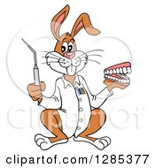 Clipart Of A Cartoon Dentist Rabbit Holding A Pick And Set Of Teeth Royalty Free Vector Illustration