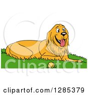 Happy Golden Retriever Dog Resting In Grass By A Tennis Ball