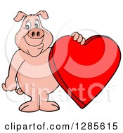 Poster, Art Print Of Happy Pig Standing And Holding A Red Valentine Heart