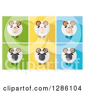 Poster, Art Print Of Modern Flat Designs Of Round Fluffy White And Black Ram Sheep On Colorful Tiles