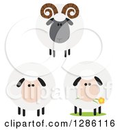 Poster, Art Print Of Modern Flat Designs Of Round Fluffy White And Black Ram And Sheep
