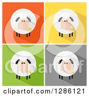 Poster, Art Print Of Modern Flat Designs Of Round Fluffy White Sheep With Shadows Over Colorful Tiles