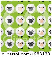 Background Pattern Of Modern Flat Designed Fluffy Black And White Sheep Over Green