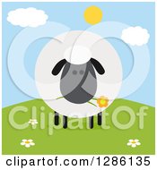 Modern Flat Design Round Fluffy Black Sheep Eating A Flower On A Hill