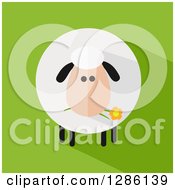 Poster, Art Print Of Modern Flat Design Round Fluffy Sheep Eating A Daisy Flower With A Shadow On Green