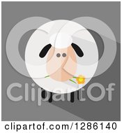 Poster, Art Print Of Modern Flat Design Round Fluffy White Sheep Eating A Daisy Flower On Gray