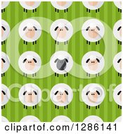 Background Pattern Of Modern Flat Designed Fluffy Black And White Sheep Over Green Stripes