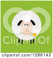 Poster, Art Print Of Modern Flat Design Round Fluffy Sheep Eating A Daisy Flower On Green