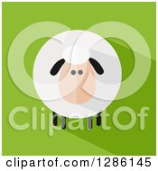 Poster, Art Print Of Modern Flat Design Round Fluffy Sheep With A Shadow On Green