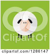 Poster, Art Print Of Modern Flat Design Round Fluffy Sheep On Green