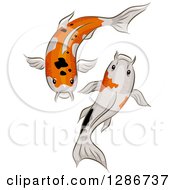 Poster, Art Print Of Pair Of Calico Koi Fish Swimming