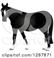 Poster, Art Print Of Black Horse With White Boots