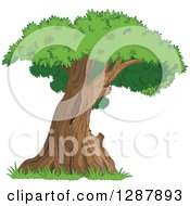 Poster, Art Print Of Curved Mature Tree With A Green Canopy