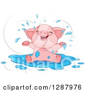 Cute Baby Piglet Playing In A Puddle Of Water