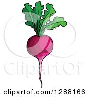 Clipart Of A Beet Or Radish With Greens Royalty Free Vector Illustration