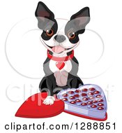 Cute Boston Terrier Dog With An Open Heart Shaped Box Of Valentines Day Chocolates