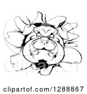 Clipart Of A Black And White Aggressive Bulldog Breaking Through A Wall Royalty Free Vector Illustration