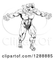 Poster, Art Print Of Black And White Muscular Vicious Bear Man With Claws Extended