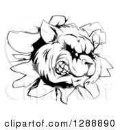 Clipart Of A Black And White Aggressive Raccoon Breaking Through A Wall Royalty Free Vector Illustration