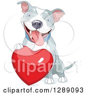 Cute Happy Gray And White Pit Bull Dog Resting A Paw On A Red Love Heart