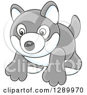 Poster, Art Print Of Gray And White Toy Husky Dog
