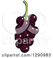 Clipart Of A Bunch Of Currants Fruit Royalty Free Vector Illustration