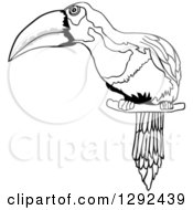 Poster, Art Print Of Grayscale Sketched Toucan Perched