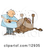 Man Eating A Hamburger By A Dead Cow