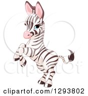 Clipart Of A Cute Blue Eyed Baby Zebra Rearing Royalty Free Vector Illustration