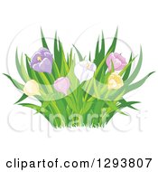 Clipart Of Grasses And Colorful Spring Tulip Or Crocus Flowers Royalty Free Vector Illustration by Pushkin