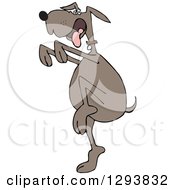 Poster, Art Print Of Brown Dog In A Karate Crane Stance