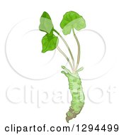 Clipart Of A Wasabi Root With Greens Royalty Free Vector Illustration