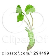 Wasabi Root With Greens