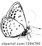 Poster, Art Print Of Black And White Butterfly And Gray Shadow Facing Right