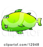 Poster, Art Print Of Green Fish With Buck Teeth