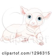 Poster, Art Print Of Cute Resting White Sheep Lamb With Blue Eyes