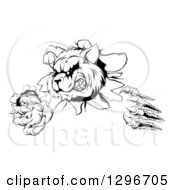 Clipart Of A Black And White Aggressive Raccoon Monster Shredding Through A Wall Royalty Free Vector Illustration by AtStockIllustration