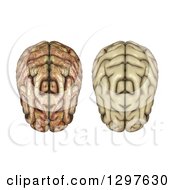 Clipart Of A 3d Aerial View Of Healthy And Diseased Human Brains On White Royalty Free Illustration