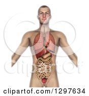 Clipart Of A 3d Man With Visible Internal Organs On White Royalty Free Illustration by KJ Pargeter
