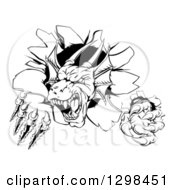 Poster, Art Print Of Black And White Vicious Dragon Mascot Head Shredding Through A Wall